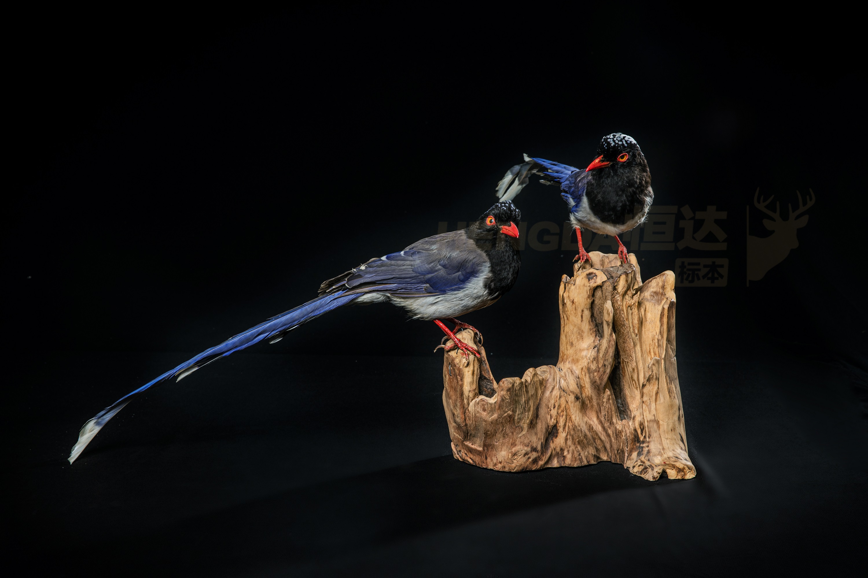 动物标本-红嘴蓝鹊